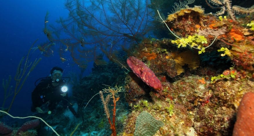 Diving at Small Hope Resort, one of our best all inclusive for scuba diving