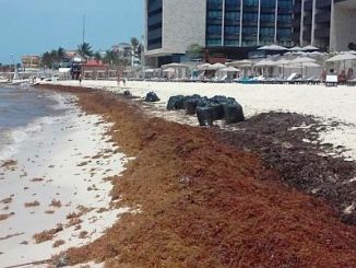 Seaweed in Mexico