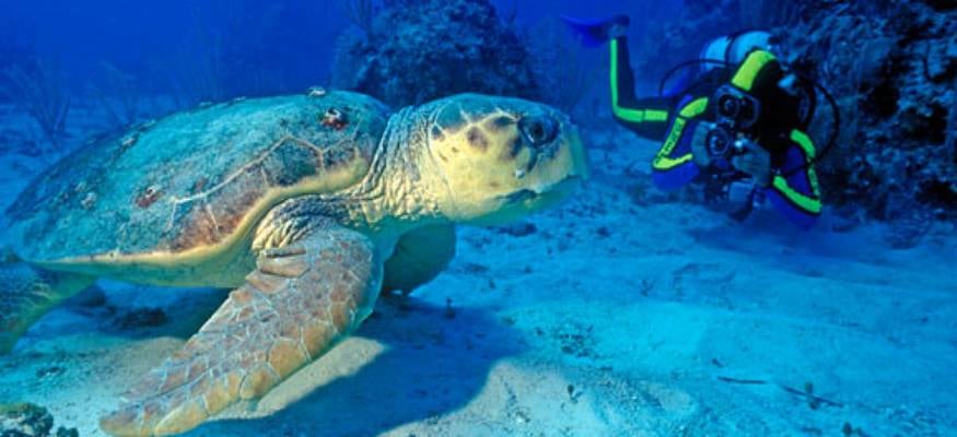 Anse Chastanet - one of our Best All Inclusive Resorts for snorkeling