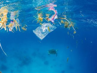 Marine flora mixes with plastic packaging at the water's surface. Below, a green sea turtle swims away from the trash.