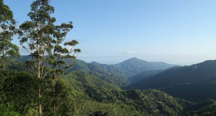 Blue Mountains hiking in Jamaica