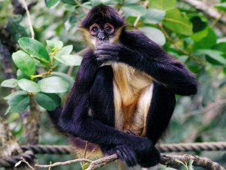 All inclusive resorts with monkeys