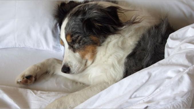 Pet Friendly All Inclusives Pet Friendly All Inclusives