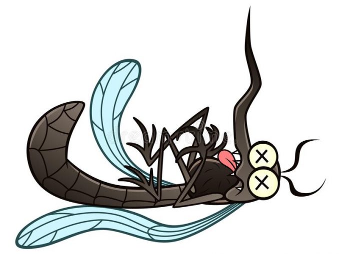 Dead mosquito with Zika Virus