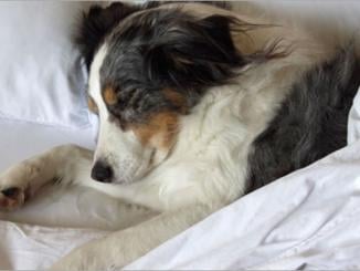 Pet Friendly All Inclusives