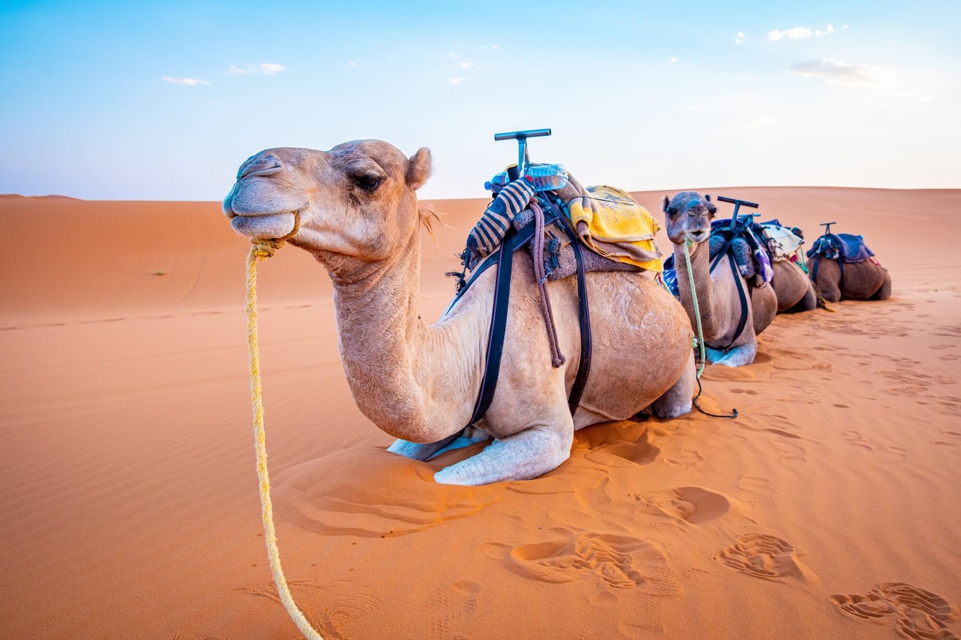 5 Best Tour Operator Software with Inventory Management