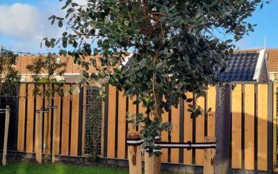 Hakvoort verbetert BioBoomStrap