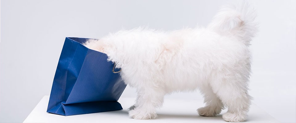 zakupy w sklepie zoologicznym online