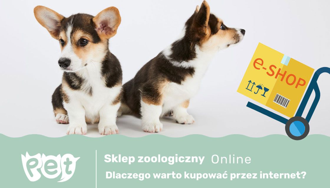 Sklep zoologiczny online, dlaczego warto kupować przez internet?