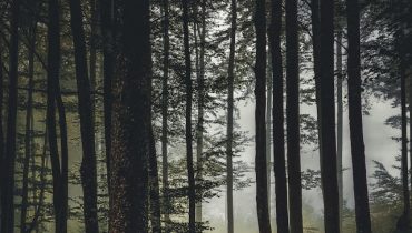 À la découverte de la forêt d’Andasibe à travers l’accrobranche