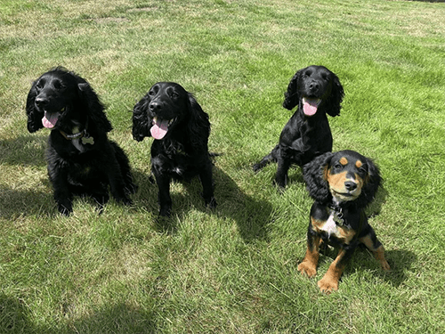 private dog field stourbridge