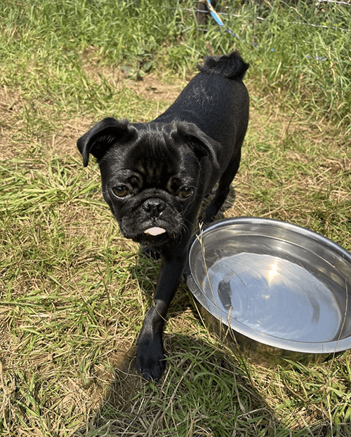 dog field stourbridge