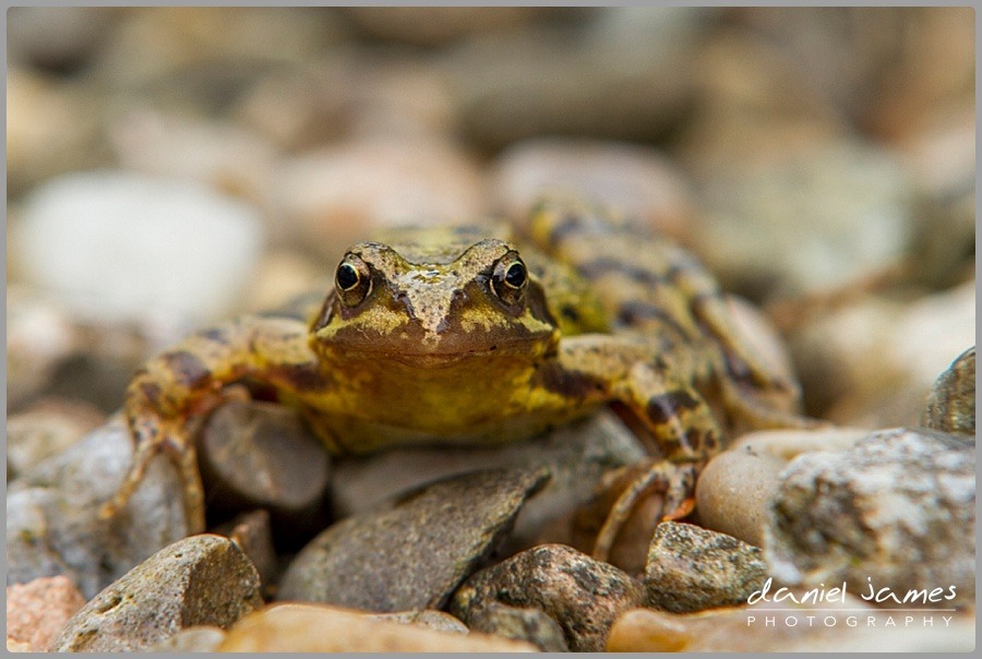frog stones gravel macro