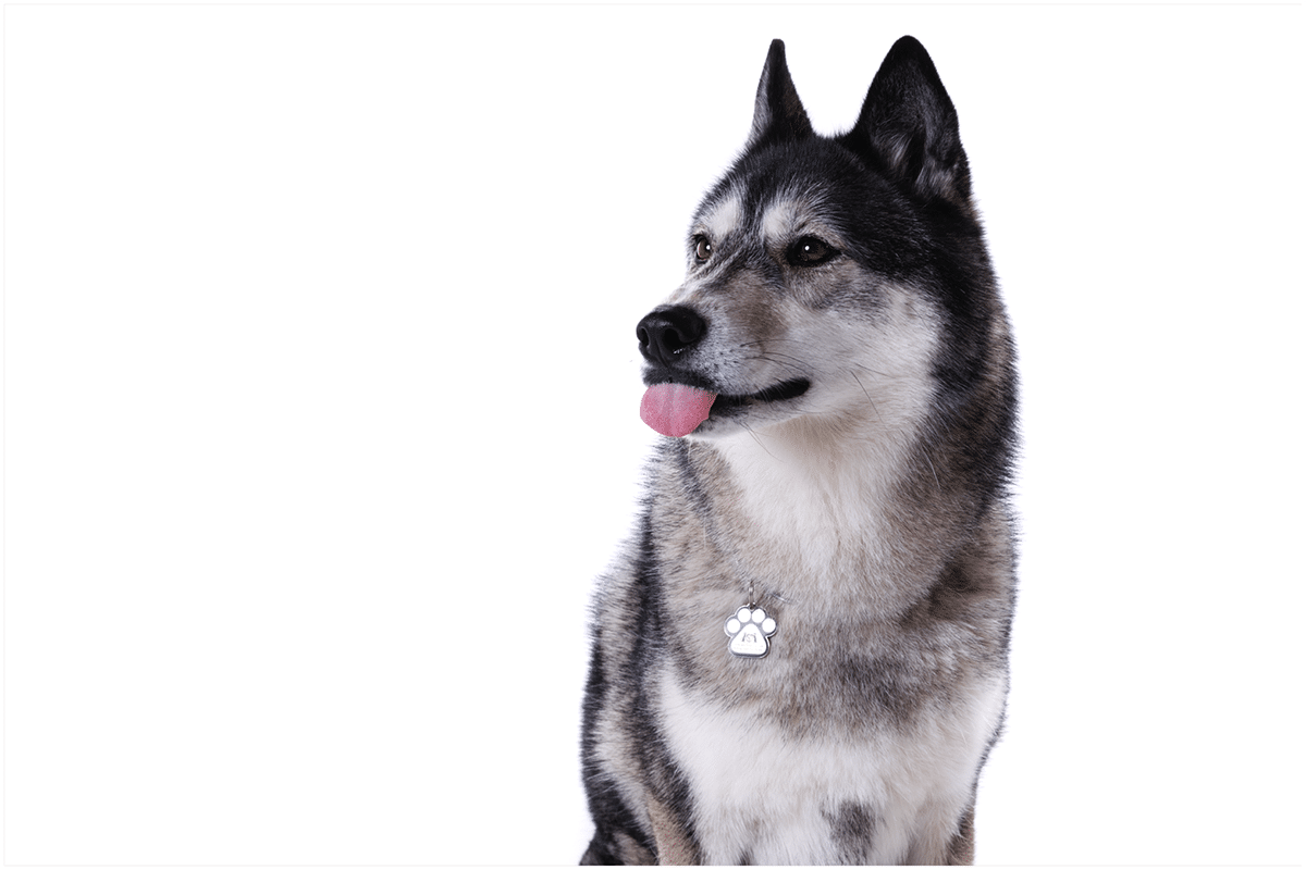mika husky pet photo shoot