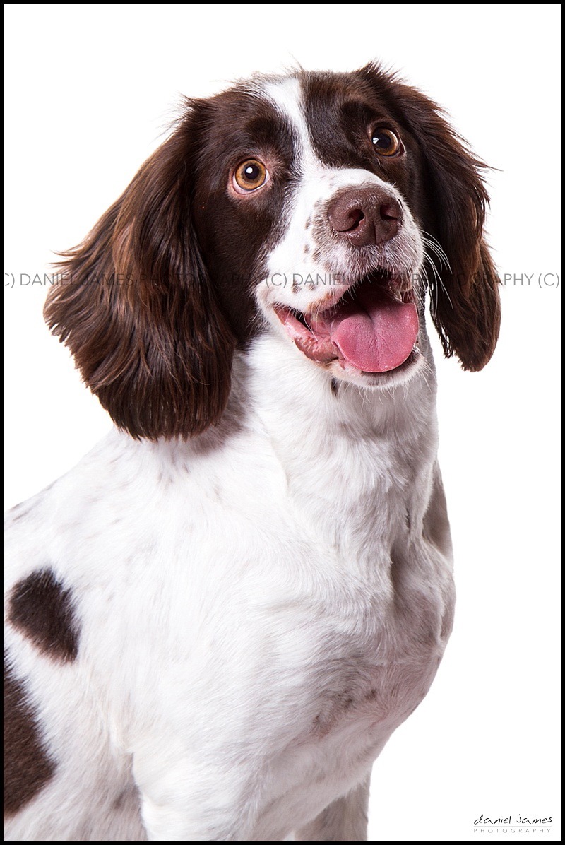 pet portrait photographer