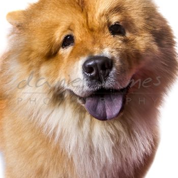 dudley pet portrait photographer