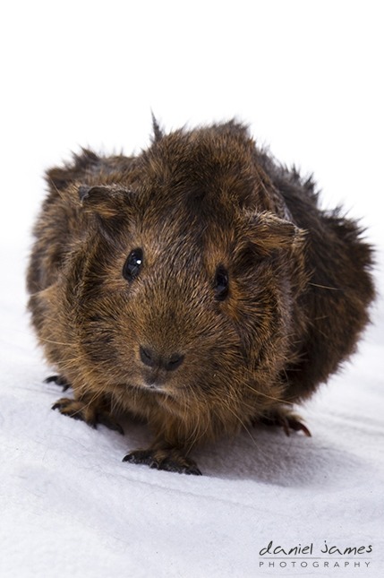 birmingham pet portrait photographers