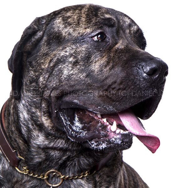 pet portrait photographers stourbridge