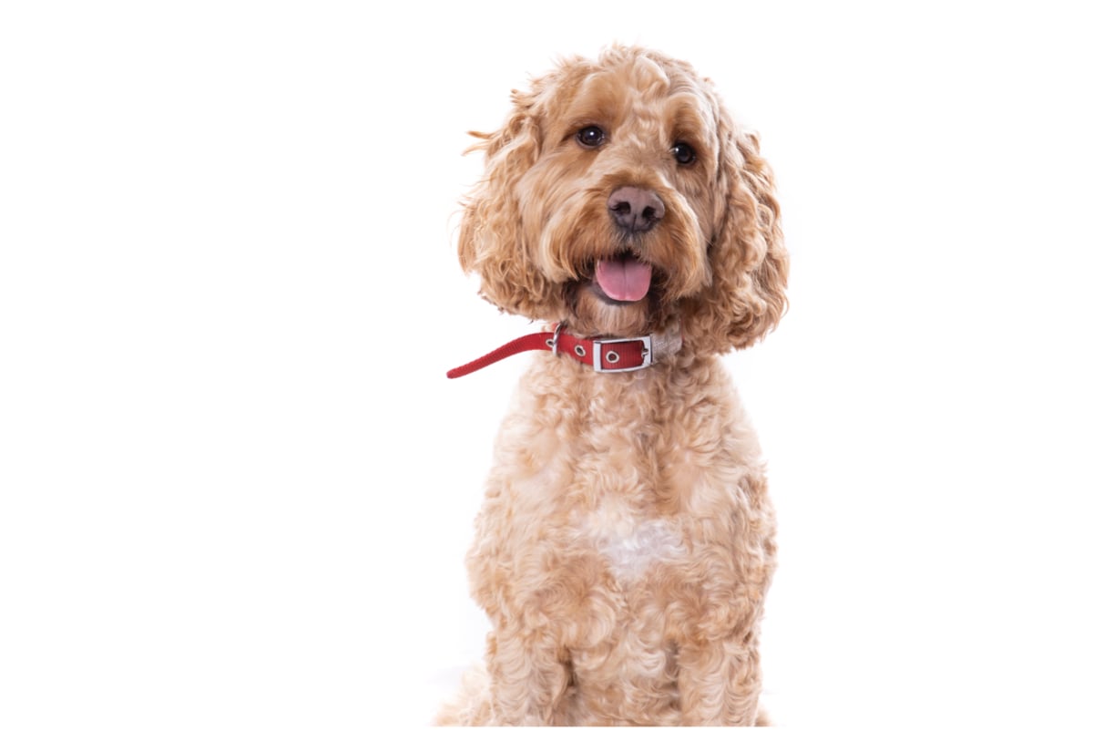 family pet photographer stourbridge