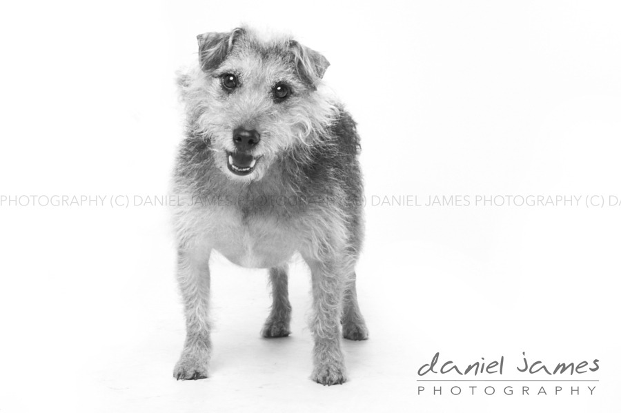 stourbridge pet portrait photography