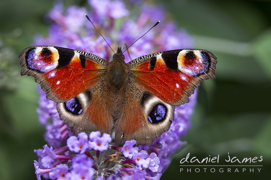 peacock butterfly macro on lavender