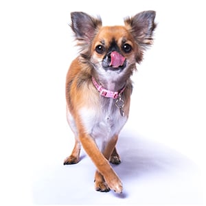 pet photographer west midlands