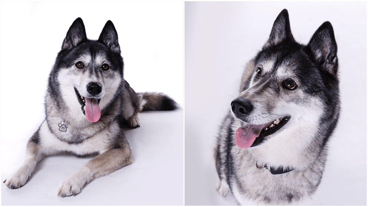 mika husky pet portrait kinver