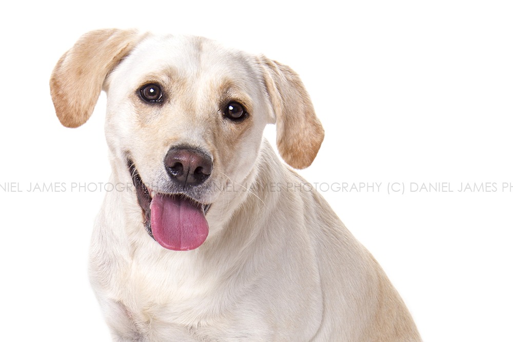 pet portrait photographer birmingham