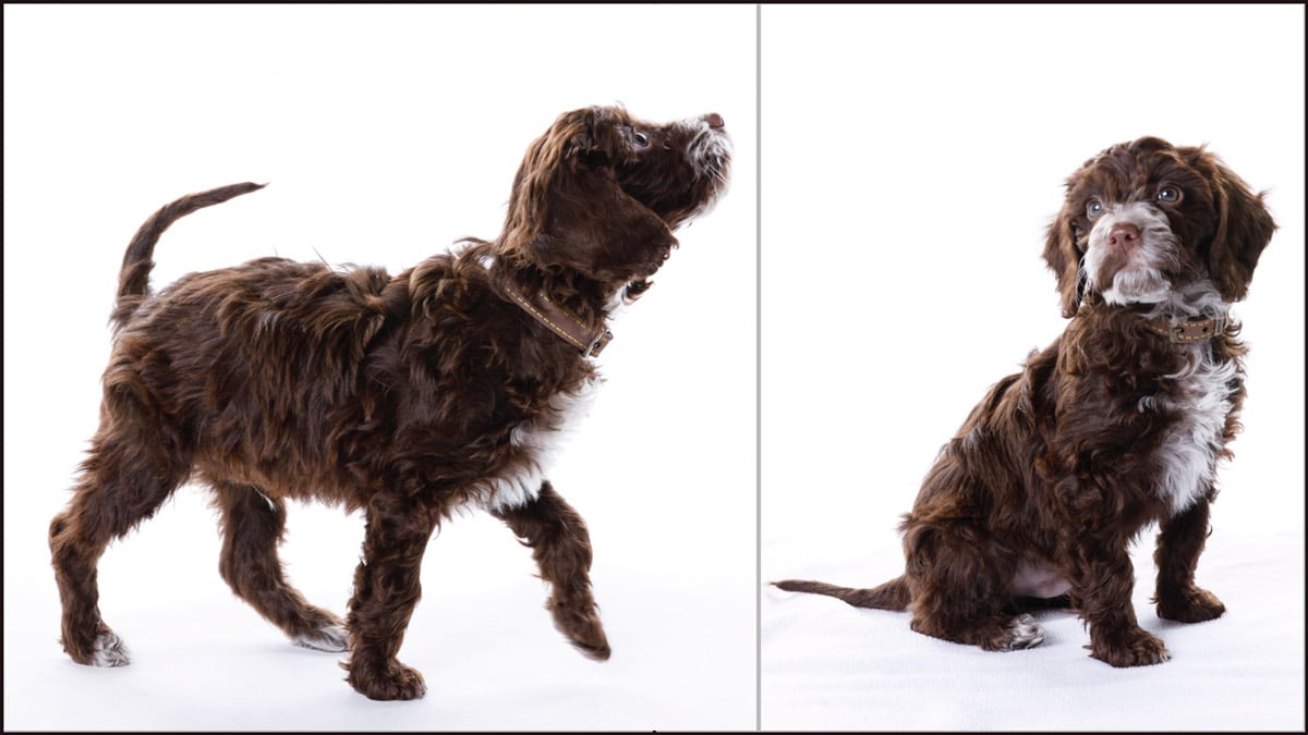 pet photo shoot cooper stourbridge