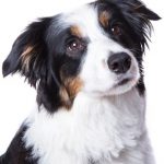 pet portrait photography