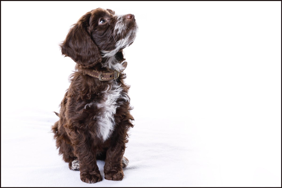 dog photographer stourbridge cooper