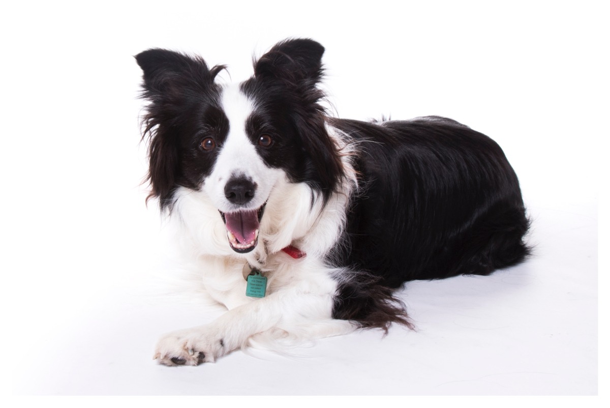 collie pet photo shoot