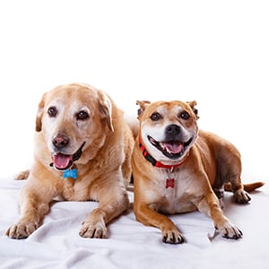 pet photo shoot stourbridge
