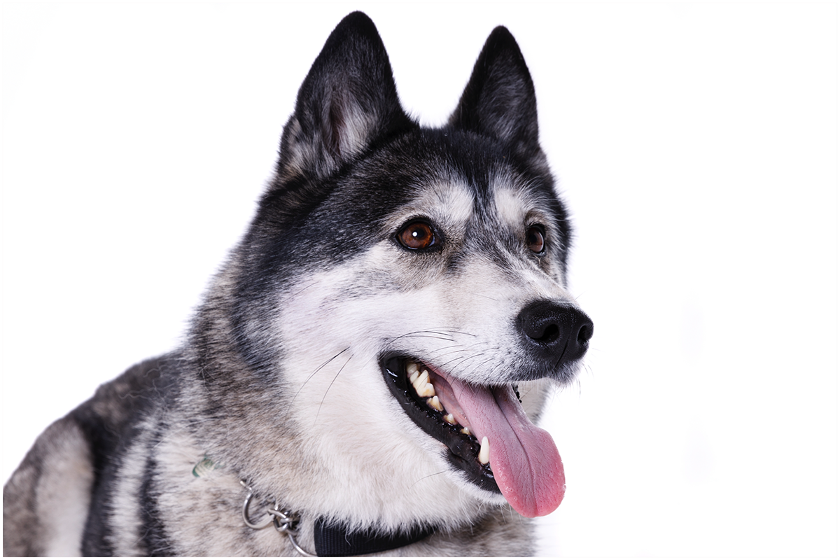 stourbridge dog pet photoshoot
