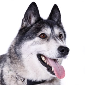 kinver pet photo shoot