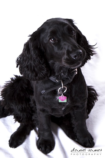 pet photo shoot dudley photographer