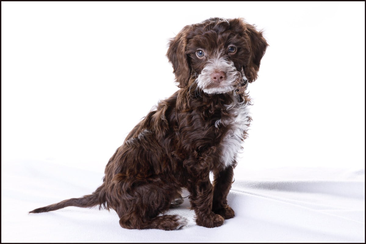 puppy portrait stourbridge cooper
