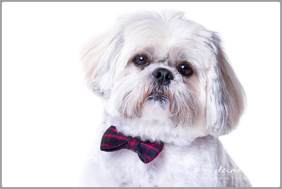dog photo shoot
