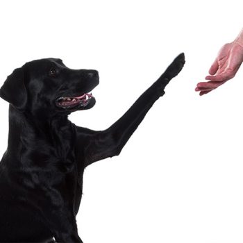 pet portrait photography