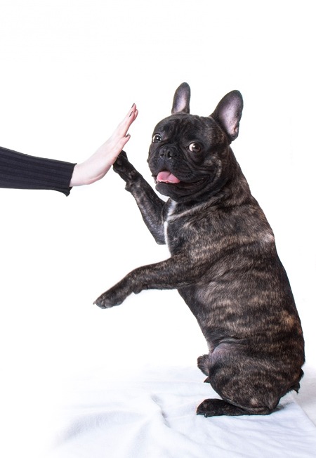 pet portrait photo shoot
