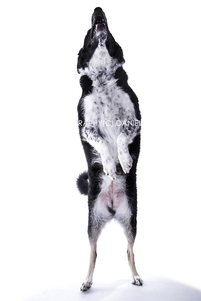 dog portrait photography