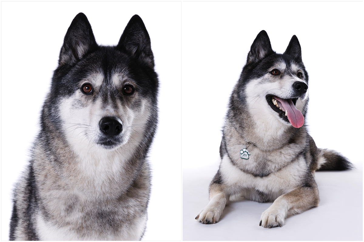 mika husky pet portrait