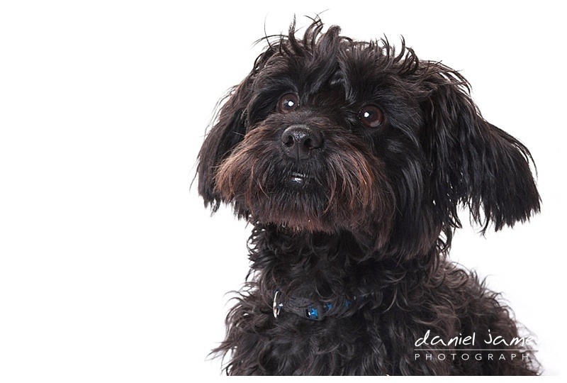 pet portrait midlands