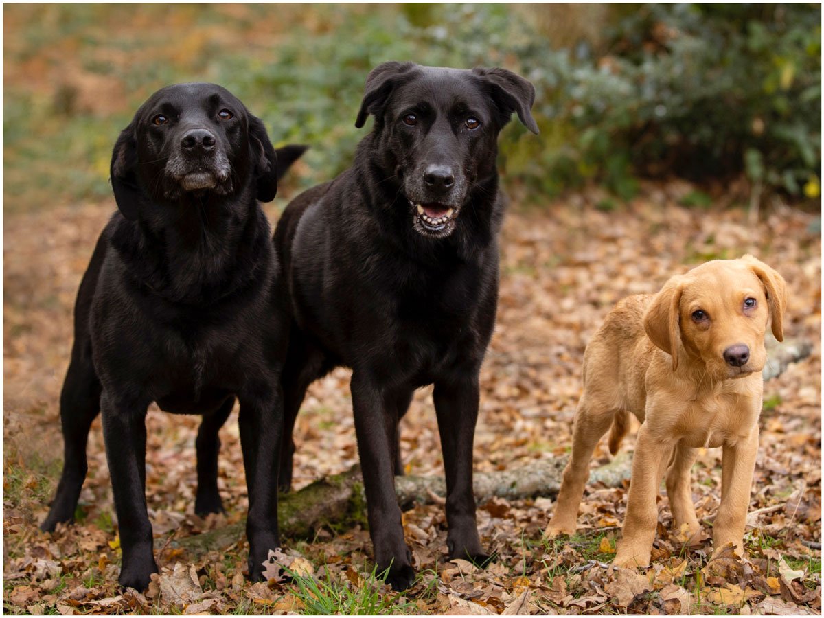 kinver edge family photoshoot
