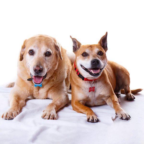 studio dog portrait stourbridge