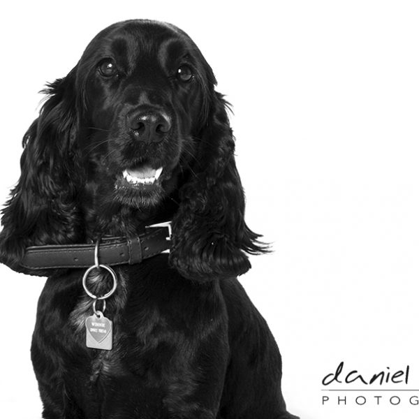 birmingham pet portrait photographers