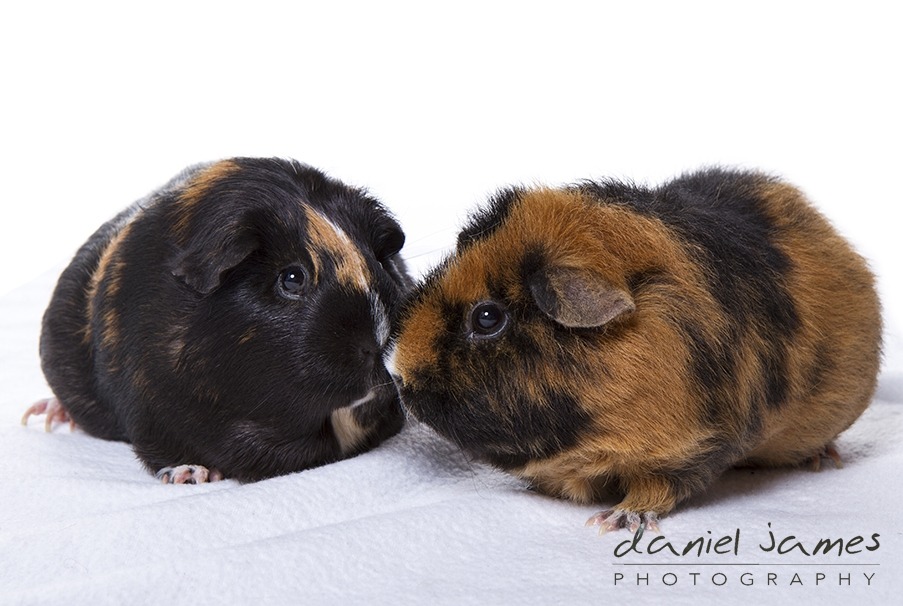 pet photo shoot photographer