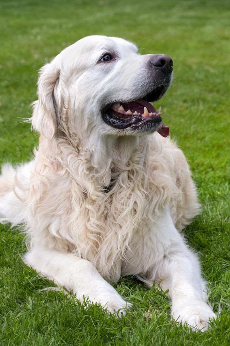 outdoor pet photo shoot