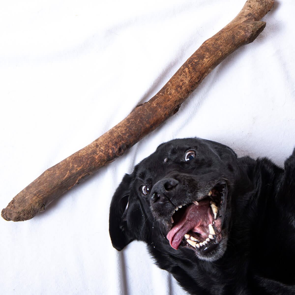 pet portrait stourbridge