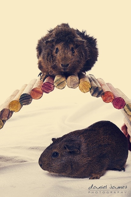 pet portrait photographers birmingham